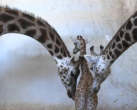 News Themen der Woche KW09 News Bilder des Tages A Rothschild s giraffe (Giraffa camelopardalis rothschildi) calf is seen in the Zoo Prague, Czech Republic, on February 25, 2019. A male calf born on August 13, 2018, joined the group on February 25. (CTKxPhoto MichalxKrumphanzl) CTKPhotoP201902250608101  kru 8