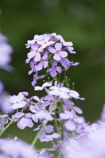 Gemeine Nachtviole (Hesperis matronalis), bluehend, Deutschland dame s-rocket, dame s-violet, garden rocket, Dame s rocket (Hesperis matronalis), blooming, Germany BLWS519449 Copyright: xblickwinkel F.xTeiglerx