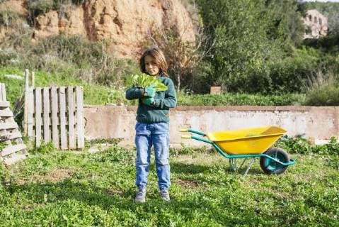 Boy holding lettuce seedlings in a vegetable garden model released Symbolfoto property released  GEMF02732
