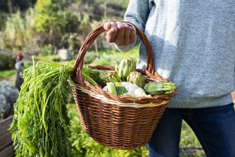 IMAGO Creative: Landleben - Essen Woman standing in the field, carrying a vegetable crate model released Symbolfoto property released  GEMF02819