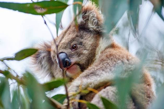 Koala, Koalabaer, Koala-Baer, Beutelbaer (Phascolarctos cinereus), sitzt in einem Eukalyptusbaum, Australien, Victoria, Great Otway Nationalpark koala, koala bear (Phascolarctos cinereus), sitting in an eucalytus tree, Australia, Victoria, Great Otway National Park BLWS519982 Copyright: xblickwinkel D.xu.xM.xSheldonx
