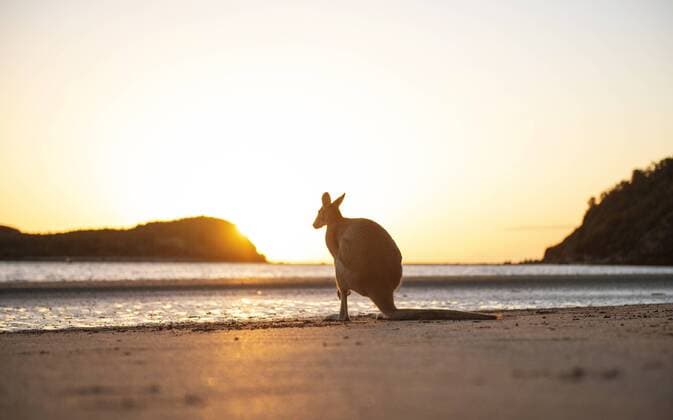 Australia, Queensland, Mackay, Cape Hillsborough National Park, back view of wallaby on the beach at sunrise  GEMF02549