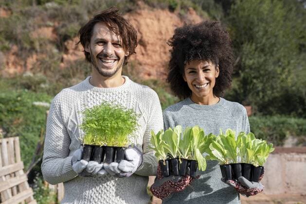 Happy couple holding lettuce seedlings in a vegetable garden model released Symbolfoto property released  GEMF02727