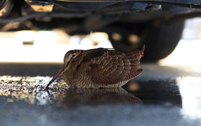 Waldschnepfe (Scolopax rusticola), Schutz suchend unter einem Auto, Seitenansicht, Niederlande Eurasian woodcock (Scolopax rusticola), taking shelter under a car, side view, Netherlands BLWS521520 Copyright: xblickwinkel AGAMI J.xvanxderxNeutx