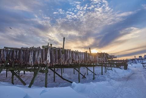 IMAGO Creative, Unsere Erde, Umweltverträgliche Herausforderungen des 21. Jahrhunderts, Überfischung Stockfisch bein Trocknen in Norwegen - Drying Fish In Norway *** Stockfish drying in Norway Drying Fish In Norway  1057500460