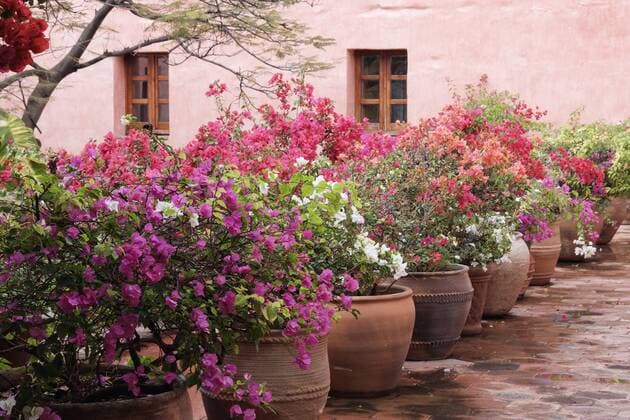 Potted Plants Potted Plants,Oaxaca, Mexico  46658