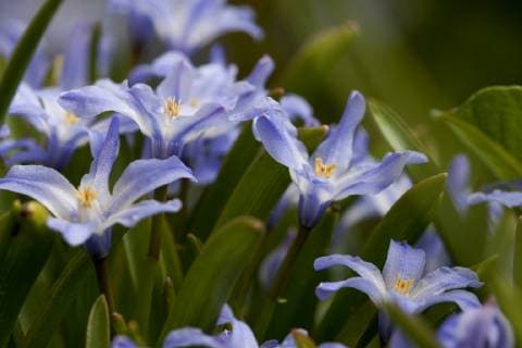 Schneeglanz, Schneestolz, Sternhyacinthe, Gewoehnliche Sternhyazinthe (Chionodoxa luciliae, Scilla luciliae, Chionodoxa luciliae), Blueten Glory-of-the-Snow, Glory of the Snow (Chionodoxa luciliae, Scilla luciliae, Chionodoxa luciliae), flowers, Nederland BLWS522781 Copyright: xblickwinkel AGAMI W.xLeursx