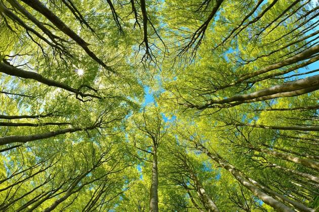 natural sunny beech forest in spring view into the treetops fresh green blue sky sun shines through the foliage Stubnitz national park Jasmund UNESCO world heritage old beech forests and beech forests of the Carpathians and other regions of Europe island Rügen Mecklenburg Vorpommern Germany