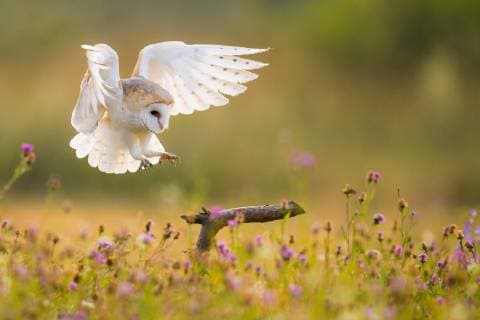 Schleiereule, Schleier-Eule (Tyto alba), landet auf einem Ast in einer bluehenden Wiese, Tschechien Barn owl (Tyto alba), approaching a branch in a blooming meadow, Czech Republic BLWS521863 Copyright: xblickwinkel McPHOTO T.xMuthx