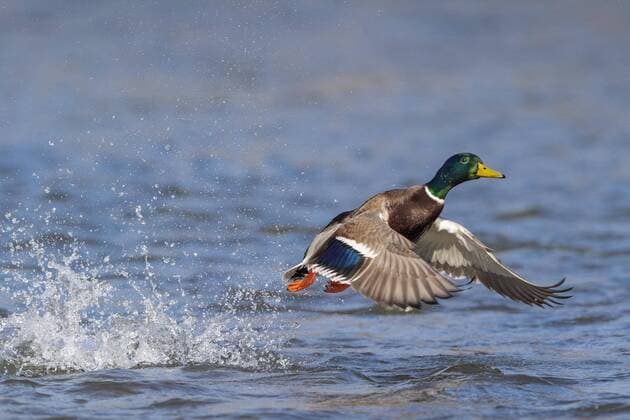 Anas platyrhynchos mallard Start from the water surface Hesse Germany Europe Copyright: imageBROKER/MarcusxSiebert ibxmcs04857984.jpg