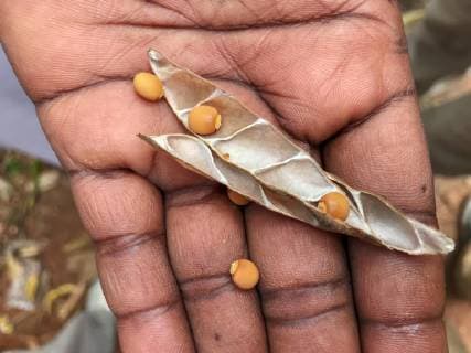 IMAGO Nature: Unsere Erde, Klimawandel, Ernährung, Pflanzen der Zukunft, Linse Reife, getrocknete Linsen (Lens culinaris) in der Hand, Linsenanbau, Sansibar, Tansania, Afrika *** Ripe dried lentils Lens culinaris in hand lentil cultivation Sansibar Tanzania Africa Copyright: imageBROKER/UlrichxZillmann ibxuzi04859621.jpg