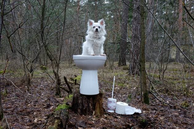 Hundetoilette im Wald Hundetoilette im Wald, 26.03.2019, Borkwalde, Brandenburg, In einem Toilettenbecken, das im Wald steht, sitzt ein Hund. *** Dog toilet in the forest Dog toilet in the forest 26 03 2019 Borkwalde Brandenburg A dog sits in a toilet bowl in the forest
