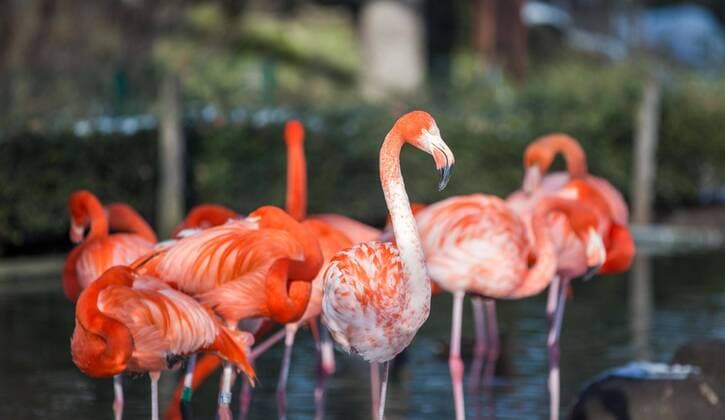 Flamingos at Dresden Zoo