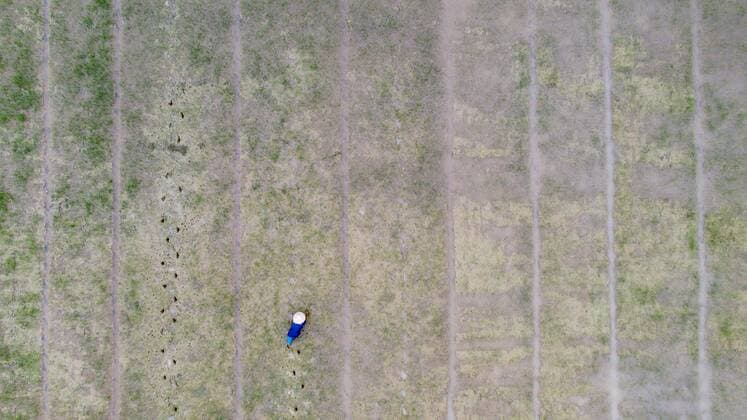 farmer planted flooded rice fields near Hoi An Vietnam Asia Copyright: imageBROKER/JeremyxGraham ibldbr04864118.jpg