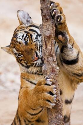 Indochinese tiger or Corbett s tiger (Panthera tigris corbetti), Thailand  Copyright: xPeterxAdamsx AS36 PAD0007