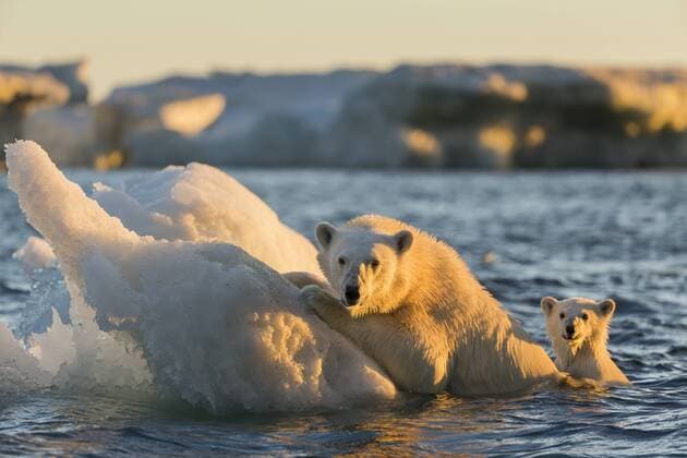 Canada, Nunavut Territory, Repulse Bay, Polar Bear and young cub (Ursus maritimus) cling to melting sea ice at sunset near Harbor Islands  Copyright: xxPaulxSoudersx x CN15 PSO0283