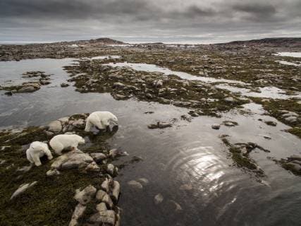 IMAGO Nature: Unsere Erde, Klimawandel, Arktische und Antarktische Eisschmelze Canada, Nunavut Territory, Repulse Bay, Polar Bear (Ursus maritimus) and cubs walking along shoreline of Hudson Bay near Arctic Circle  Copyright: xPaulxSoudersx CN15 PSO0315
