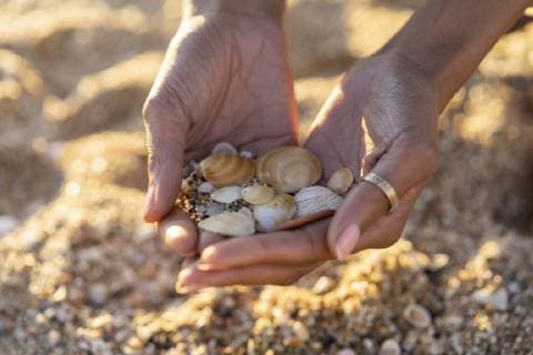 Woman collecting seashells on the beach model released Symbolfoto  AFVF02145