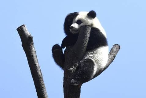 CHENGDU, CHINA - APRIL 06: A giant panda cub enjoys the spring sunshine at the China Conservation and Research Center for the Giant Panda on April 6, 2019 in Chengdu, Sichuan Province of China.  Copyright: xVCGx CFP111204220668