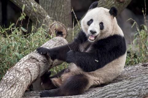 Panda Xing is in Copenhagen ZOO on Frederiksberg Monday, April 8, 2019 Copy of 20190409 133807 3 spnet Denmark,  Copyright: RitzauxScanpix MadsxClausxRasmussenx cop200 spdk20190410-190433-L