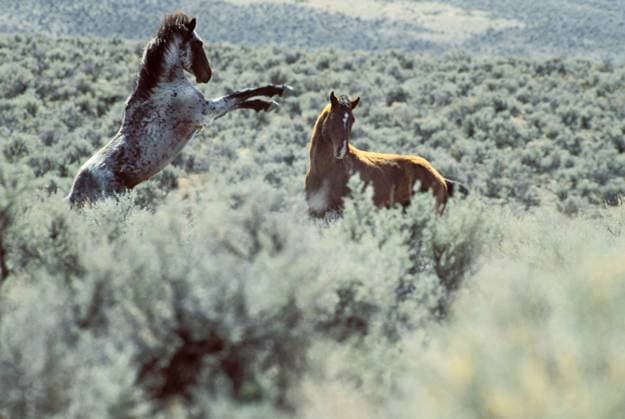 Nevada. USA. Wild horses fighting. Foothills of Desatoya Mountains. Great Basin.  Copyright: xScottxT.xSmithx US29 SSM0085