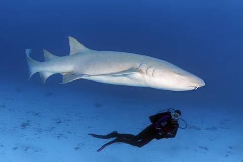  Taucher beobachtet Indopazifischen Ammenhai (Nebrius ferrugineus), Indischer Ozean, Malediven, Asien *** Diver observes Indo-Pacific nurse shark Nebrius ferrugineus Indian Ocean Maldives Asia Copyright: imageBROKER/NorbertxProbst ibxnpr04870466.jpg