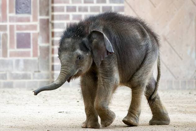 Entertainment Themen der Woche KW15 Entertainment Bilder des Tages Leipzig, 11.04.2019, Zoo Leipzig, Elefantentempel Ganesha Mandir , Das am 25. Januar 2019 geborene männliche Elefantenkalb erkundet zusammen mit der Elefantenkuh Don Chung die Außenanlagen des Elefantentempels. Im Bild: Elefantenbaby auf der Außenanlage , *** Leipzig 11 04 2019 Zoo Leipzig Elephant temple Ganesha Mandir The male elephant calf, born on 25 January 2019, explores the grounds of the elephant temple together with the elephant cow Don Chung In the picture Elephant baby on the outside grounds