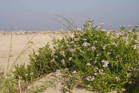 IMAGO Nature: Unsere Erde, Pflanzen: Bedrohte Planzenarten in Deutschland Europaeischer Meersenf, Meersenf, Strandrauke (Cakile maritima), bluehend auf Duenen, Niederlande, Nordholland European searocket, sea rocket (Cakile maritima), blooming on dunes, Netherlands, Northern Netherlands BLWS526028 Copyright: xblickwinkel AGAMI A.xMeijerx