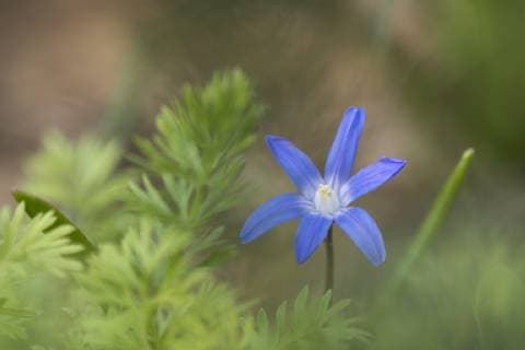  Gewöhnliche Sternhyazinthe (Chionodoxa luciliae), Hessen, Deutschland, Europa *** Ordinary star hyacinths Chionodoxa luciliae Hessen Germany Europe Copyright: imageBROKER/WilfriedxMartin ibxwma04870253.jpg