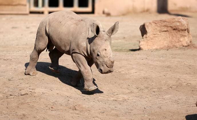 Entertainment Themen der Woche KW16 Entertainment Bilder des Tages Thüringer Zoo 16.04.2019, Erfurt ,Thüringer Zoopark , Südliches Breitmaulnashorn, Kiano ist im Dezember 2018 geboren, nun erkundet er das Freigehege, es gibt viel zu entdecken, allerdings darf Mama Marcita nicht allzu weit weg sein *** Thüringer Zoo 16 04 2019 Erfurt Thüringer Zoopark Southern white rhino Kiano was born in December 2018 now he is exploring the open-air enclosure there is much to discover but mum Marcita must not be too far away