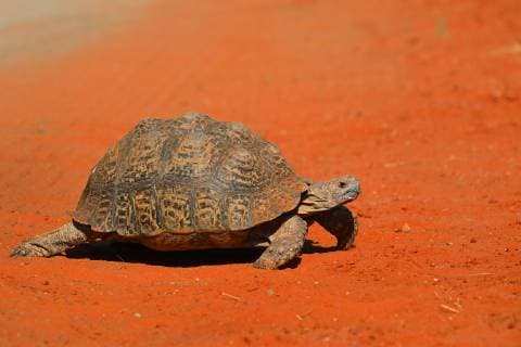 Bilder der Erde Pantherschildkroete, Panther-Schildkroete, Leopardenschildkroete, Leoparden-Schildkroete (Stigmochelys pardalis, Geochelone pardalis), laeuft im Sand, Suedafrika, Mokala Nationalpark Leopard tortoise (Stigmochelys pardalis, Geochelone pardalis), walks on sand, South Africa, Mokala National Park BLWS526770 Copyright: xblickwinkel M.xWoikex