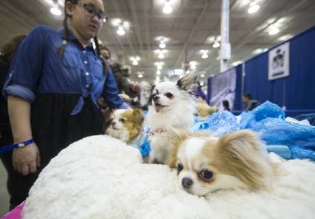 (190420) -- TORONTO, April 20, 2019 (Xinhua) -- People look at pet dogs at the 2019 Canadian Pet Expo in Toronto, Canada, April 20, 2019. As one of the largest indoor pet festivals in Canada, this three-day event ran from Friday to Sunday, drawing thousands of families and their pets. (Xinhua Zou Zheng) CANADA-TORONTO-PET EXPO 