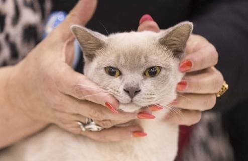(190420) -- TORONTO, April 20, 2019 (Xinhua) -- A pet cat is seen at the 2019 Canadian Pet Expo in Toronto, Canada, April 20, 2019. As one of the largest indoor pet festivals in Canada, this three-day event ran from Friday to Sunday, drawing thousands of families and their pets. (Xinhua Zou Zheng) CANADA-TORONTO-PET EXPO 