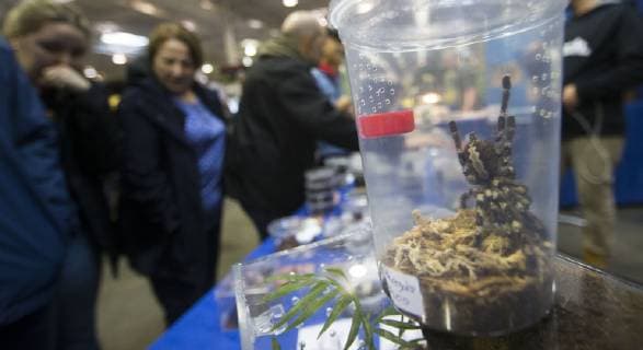 (190420) -- TORONTO, April 20, 2019 (Xinhua) -- People look at pet spiders at the 2019 Canadian Pet Expo in Toronto, Canada, April 20, 2019. As one of the largest indoor pet festivals in Canada, this three-day event ran from Friday to Sunday, drawing thousands of families and their pets. (Xinhua Zou Zheng) CANADA-TORONTO-PET EXPO 