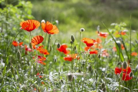 Eine Gruppe Mohnblumen auf einer Wiese 22.04.2019, Deutschland, Eine Gruppe Mohnblumen auf einer Wiese, Deutschland *** A group of poppies on a meadow 22 04 2019 Germany A group of poppies on a meadow Germany