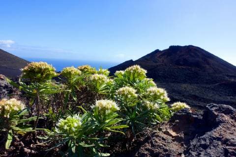 Weisser Natternkopf (Echium brevirame), bluehend, Kanaren, La Palma, Fuencaliente bugloss (Echium brevirame), blooming, Canary Islands, La Palma, Fuencaliente BLWS525957 Copyright: xblickwinkel E.xTeisterx