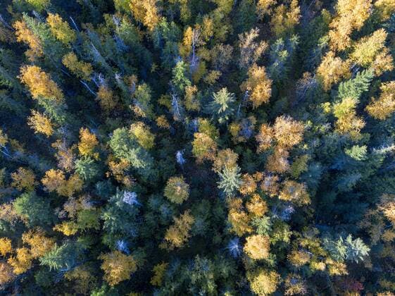 Canada, British Columbia, Indian Summer, forest from above property released  GNF01423
