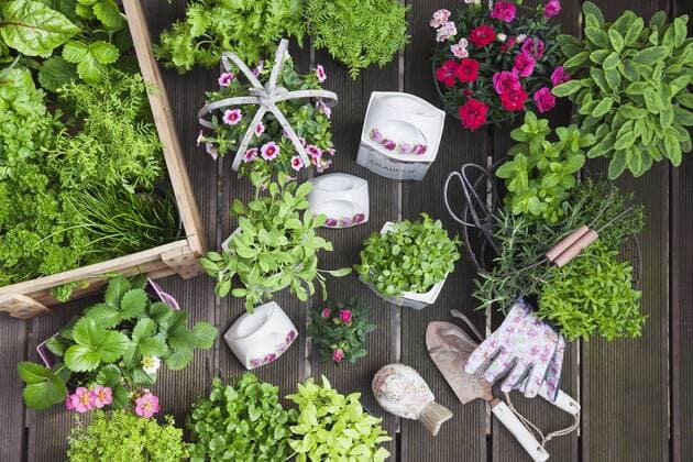 Planting herbs and flowers in to vintage storage pots for indoor farming  GWF05854