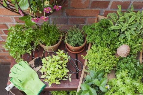 Various potted spice plants on terrace  GWF05790