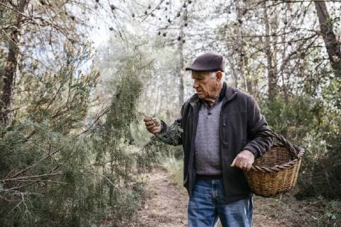 Senior man with basket in the forest examining tree model released Symbolfoto  JRFF02239