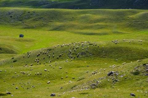 Montenegro, Durmitor National Park, flock of sheep on mountain pasture  SIEF08370