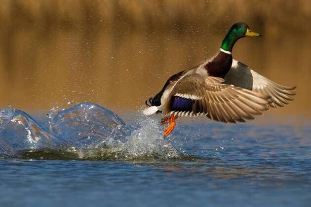 Stockente, Stock-Ente (Anas platyrhynchos), Erpel fliegt aus dem Wasser, Italien mallard (Anas platyrhynchos), drake taking off out of the water, Italy BLWS528082 Copyright: xblickwinkel AGAMI D.xOcchiatox