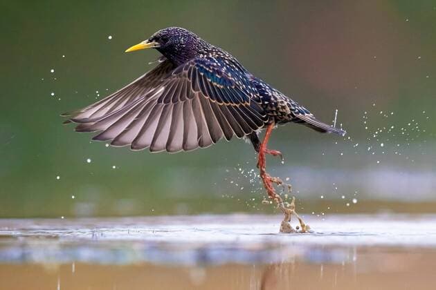 Star (Sturnus vulgaris), fliegt aus dem Wasser, Italien common starling (Sturnus vulgaris), taking off out of the water, Italy BLWS527925 Copyright: xblickwinkel AGAMI D.xOcchiatox