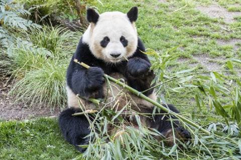 Big Panda Jiao Qing Ailuropoda melanoleuca eating bamboo on 17 04 2019 at the Zoological Garden Zoo Berlin Zoo Berlin Zoo
