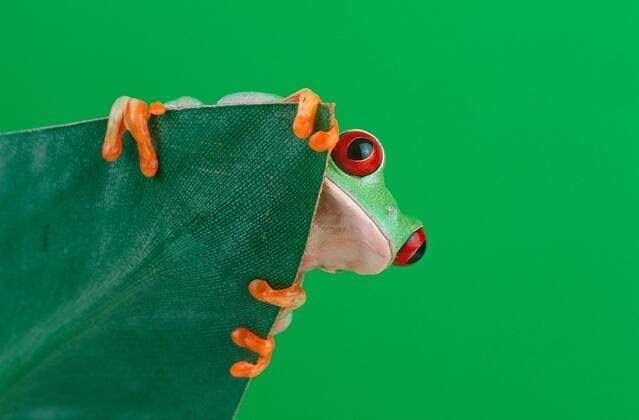 Red-eyed frog Red-eyed tree frog Agalychnis callidryas McPTOR McPTOR