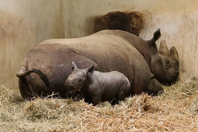 News Themen der Woche KW19 News Bilder des Tages Vorstellung Nashornkalb Nachwuchs im Zoo Magdeburg, Spitzmaulnashornkuh Maleika bekam Nachwuchs der heute erstmals öffentlich vorgestellt wurde - Fotografiert am 07.05.2019 *** Introduction Rhinoceros calf offspring at Magdeburg Zoo Black rhinoceros cow Maleika got offspring which was presented to the public for the first time today Photographed on 07 05 2019