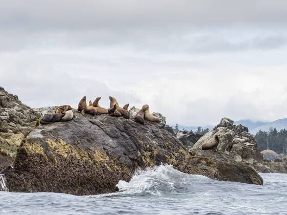 Adult Steller sea lions (Eumetopias jubatus), near SGang Gwaay Island, Haida Gwaii, British Columbia, Canada, North America Copyright: MichaelxNolan 1112-4195
