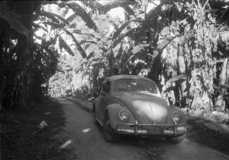VW Beetle VW Beetle on the road between banana trees XVI Copyright: ErichxAndres UnitedArchives90062_00661494