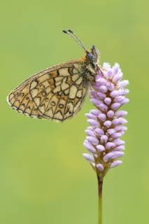 Randring-Perlmuttfalter, Randringperlmuttfalter (Boloria eunomia, Clossiana eunomia, Proclossiana eunomia), auf Schlangenknoeterich, Bistorta officinalis, Deutschland, Nordrhein-Westfalen, Eifel bog fritillary (Boloria eunomia, Clossiana eunomia, Proclossiana eunomia), on common bistort, Bistorta officinalis, Germany, North Rhine-Westphalia, Eifel BLWS530660 Copyright: xblickwinkel AGAMI B.xMandosx
