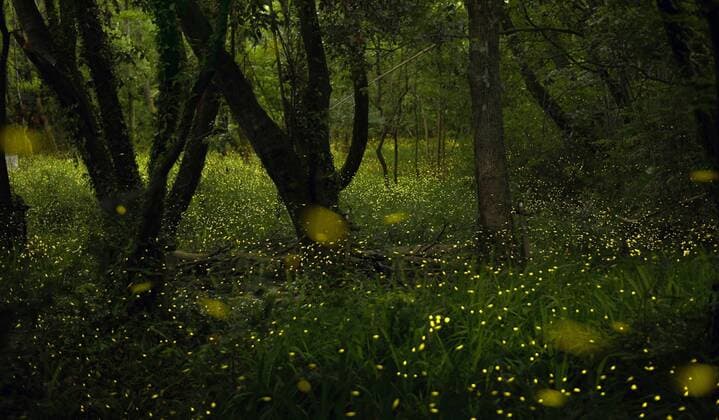 Entertainment Themen der Woche KW21 Entertainment Bilder des Tages Fireflies in Osaka The blinking lights of fireflies are captured in this composite image that combines 67 photos taken every 30 seconds on the night of May 21, 2019, in a woodland area in Suita, Osaka Prefecture. 